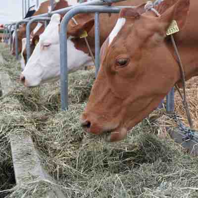 Feeding hay to cattle