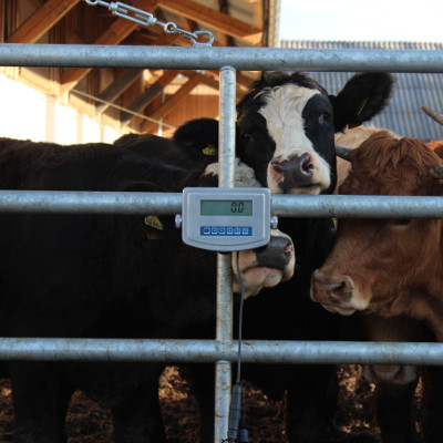 Agreto Weight indicator HD1 cattle