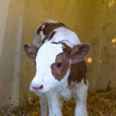 Animal scale calf Agreto