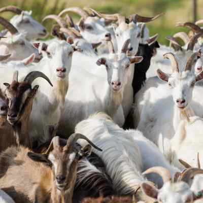 Animal scale goats Agreto