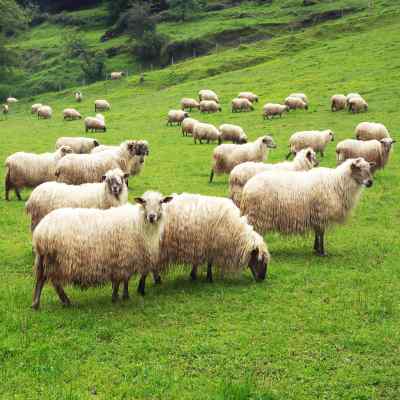 Tierwaage mit Schafe Agreto
