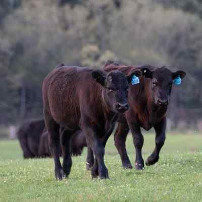 Cattle scale Agreto weanlings